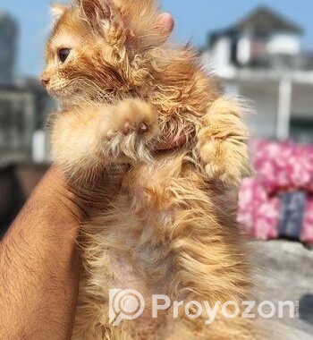 Persian Female Kitten