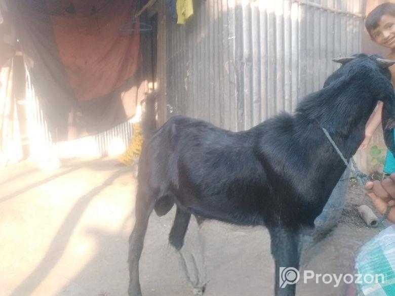 কোচি দেশি পাঠা