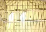 birds sell