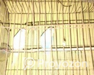 fitted-41_2025-10-25_10-36-58