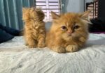 Persian kitten