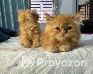 fitted-41_2025-10-27_11-57-23