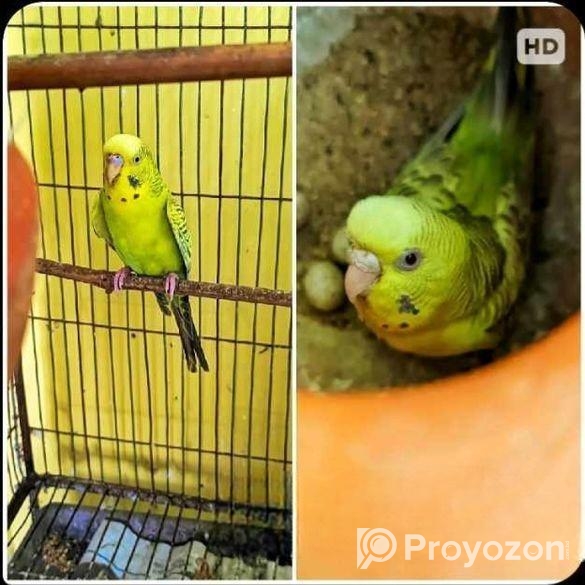 বাজরিগর পাখি