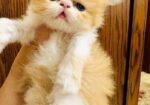 Exotic Blood Persian Kitten