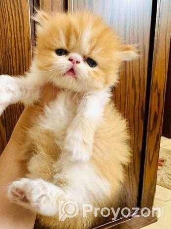 Exotic Blood Persian Kitten