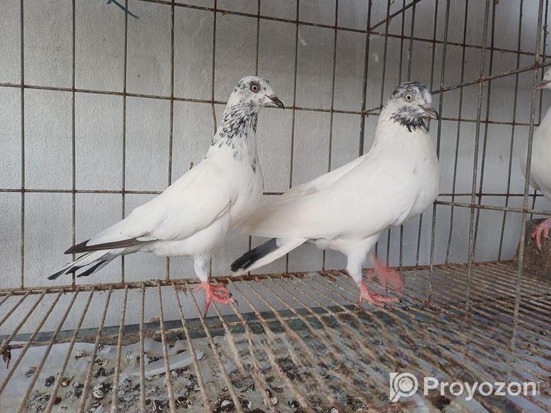 খুলনার কবুতর