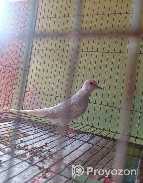 কম দামে ডায়মন্ড ঘুঘু মেল