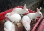 ৫ টা খরগোশের বাচ্চা বিক্রি হবে
