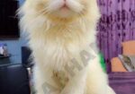 Persian Odd Eyes Male