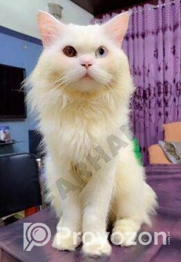 Persian Odd Eyes Male