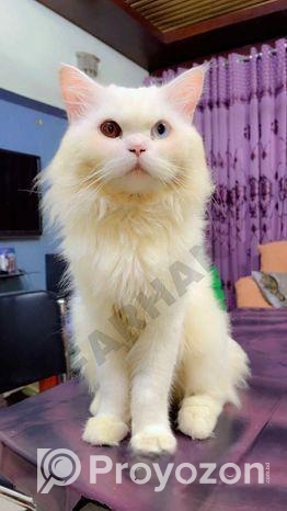Persian Odd Eyes Male