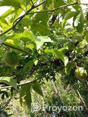 প্যাশন ফ্রুট বা ট্যাং ফল