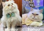 Traditional Persian kitten