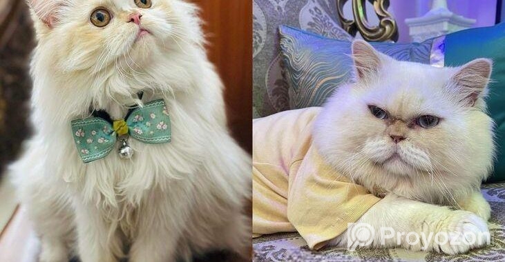 Traditional Persian kitten