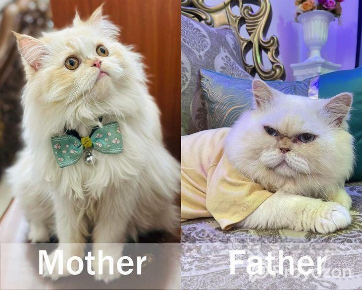 Traditional Persian kitten