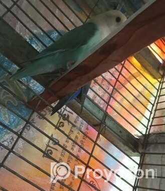 Running Love Bird