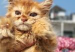 Persian Female Kitten