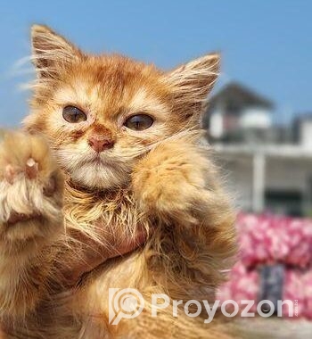 Persian Female Kitten