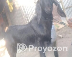 fitted-42_2025-10-21_11-05-52