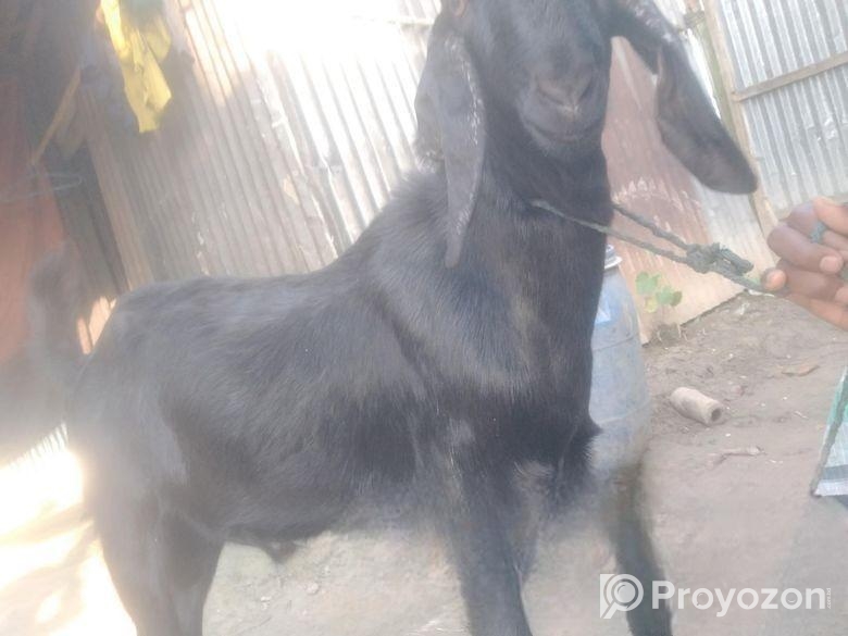 কোচি দেশি পাঠা