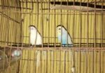 birds sell