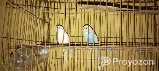 birds sell