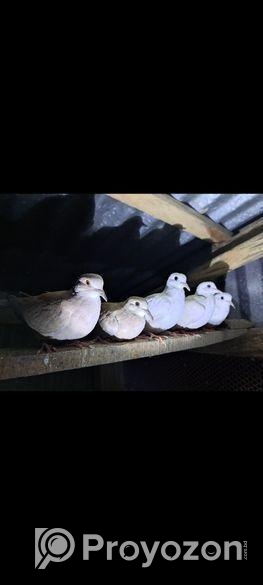 অষ্ট্রেলিয়ান ঘুঘু পাখি