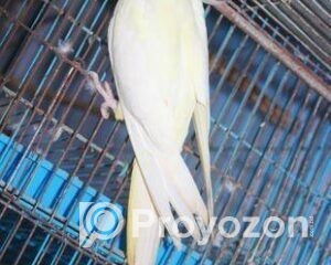 fitted-42_2025-10-28_22-53-37