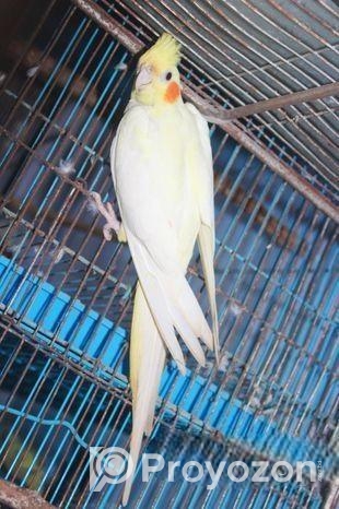 লোটিনো ককাটেইল মেইল