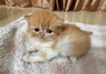 Exotic Blood Persian Kitten