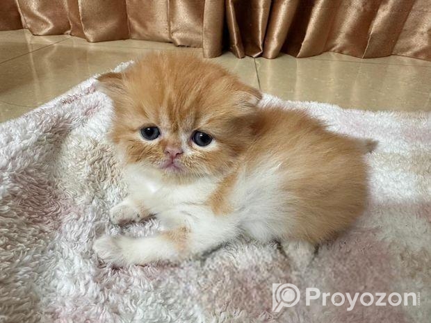 Exotic Blood Persian Kitten