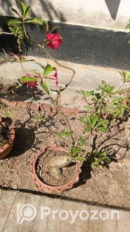 লাল কালারের এডেনিয়াম