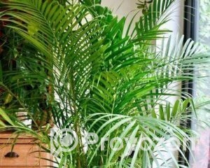 fitted-42_2025-10-29_18-05-50