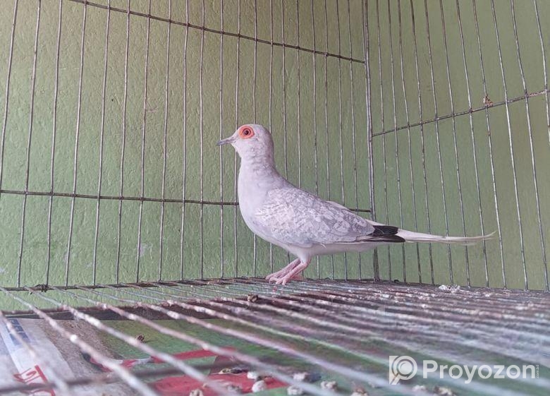 কম দামে ডায়মন্ড ঘুঘু মেল