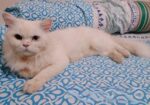 Persian Odd Eyes Male
