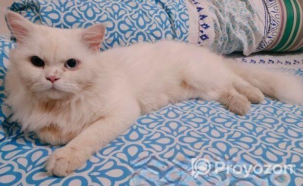 Persian Odd Eyes Male