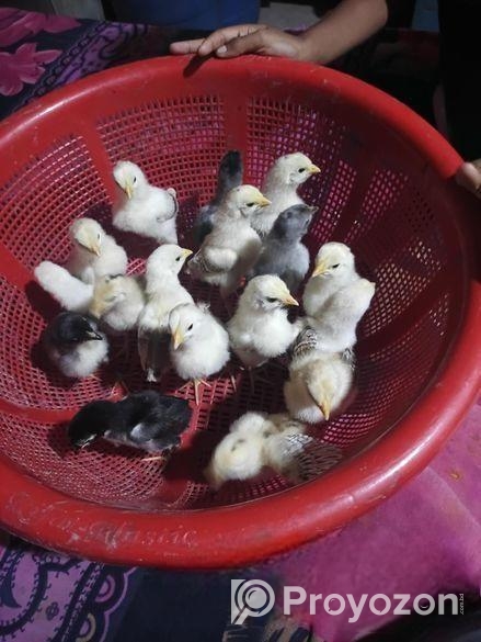 আছিল বা ফাইটার মুরগির বাচ্চা।