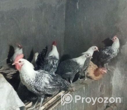 অরজিনাল মিশরী ফাউমি মুরগি ডিমের রানী একটানা ১৮ মাস ডিম পাড়ে