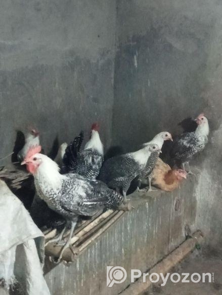 অরজিনাল মিশরী ফাউমি মুরগি ডিমের রানী একটানা ১৮ মাস ডিম পাড়ে