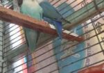Running Love Bird