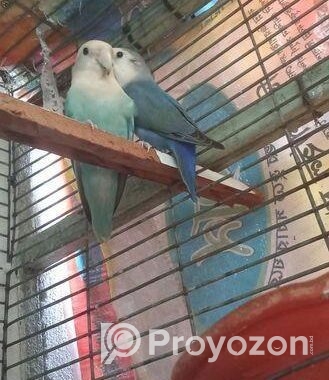 Running Love Bird
