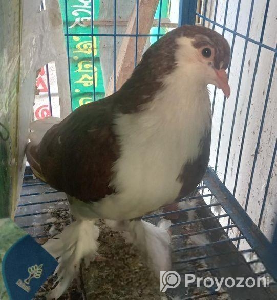 বড় সাইজের সিরাজি নর