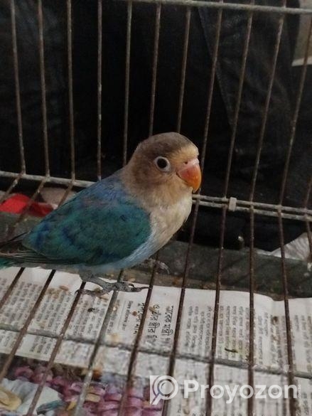 ১ পিস লাভ বার্ড