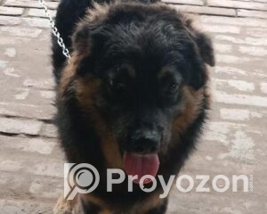 fitted-43_2025-10-21_00-16-50