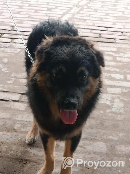 জার্মান সেপার্ড এর বাচ্চা বিক্রয় হইবে