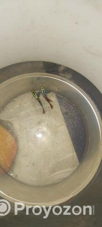 আমার কাছে অনেক রকমের মাছ আছে