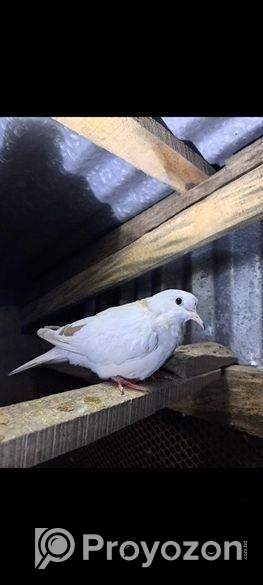 অষ্ট্রেলিয়ান ঘুঘু পাখি