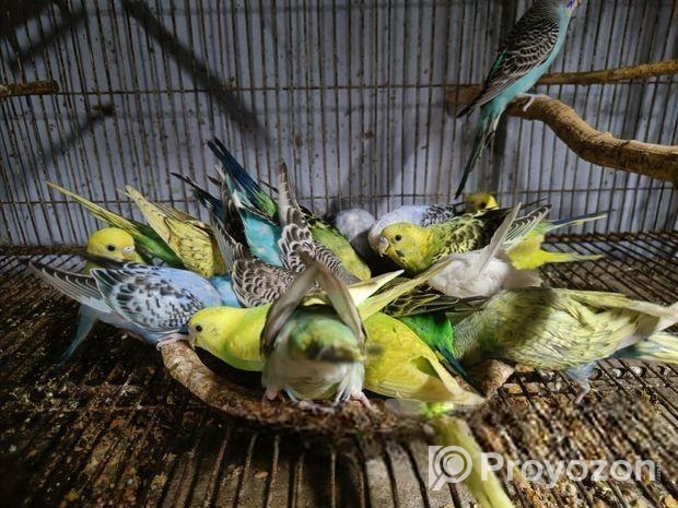 বাজরিগার