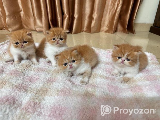 Exotic Blood Persian Kitten