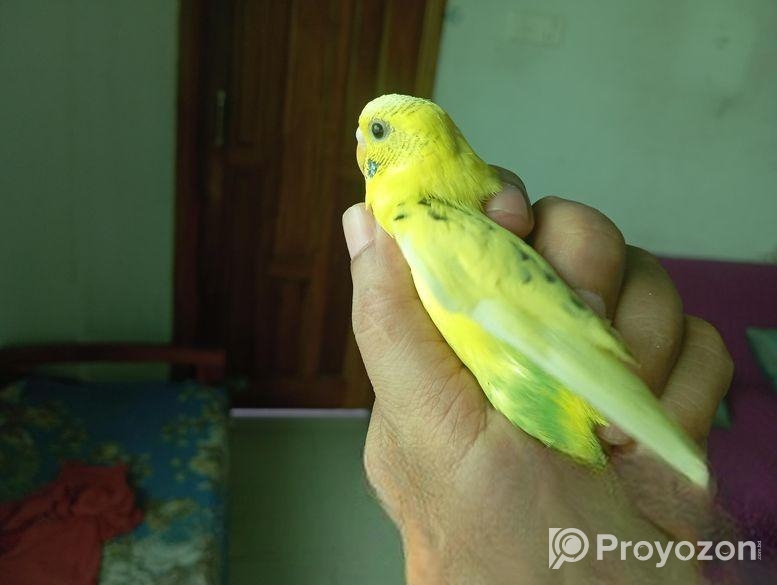 বাজরিগার